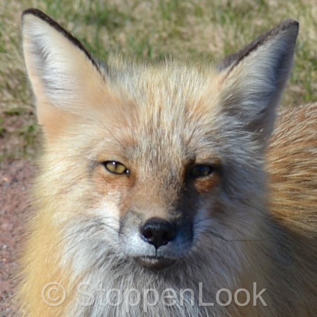 Wise Island Fox